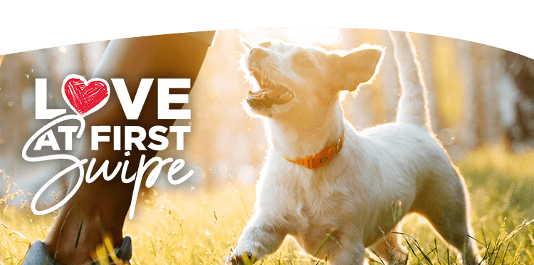 PET MATCHMAKER APP